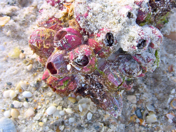 Spotting Image 1