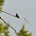 Ruby-throated Hummingbird
