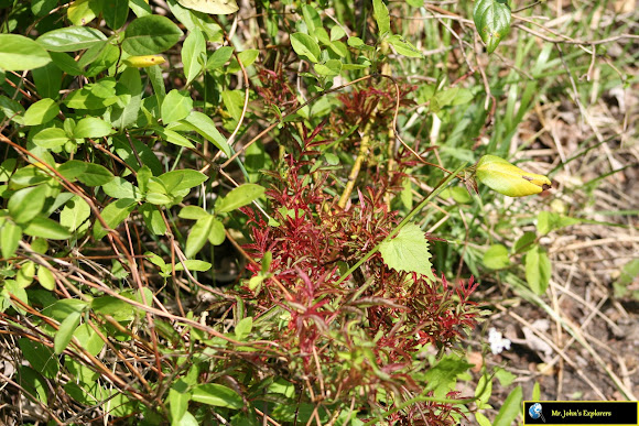 Spotting Image 1