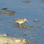Black-tailed Godwit
