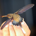 Long-billed Hermit (female)