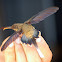 Long-billed Hermit (female)