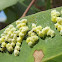 Scale insect (lerp#12)