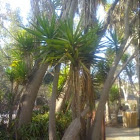 Yucca