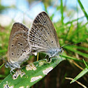 Lesser Grass Blue