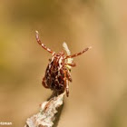 American Dog Tick by Gordon