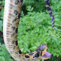 Eastern Hognose Snake