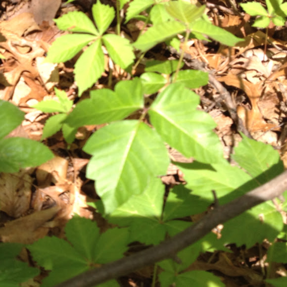 Spotting Image 1