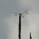 Blue Dasher
