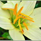 Fire Ants (on Zephyr Lily)