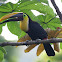 Chestnut-mandibled Toucan