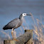 White-Faced Heron