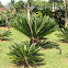 Cycas revoluta