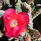 Cactus blossom