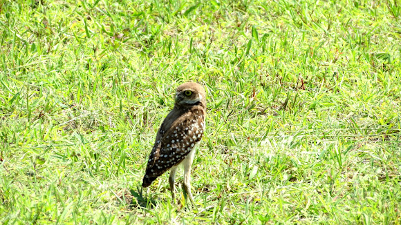 Spotting Image 1