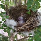 Red-vented Bulbul's nest