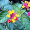 Shrub verbena