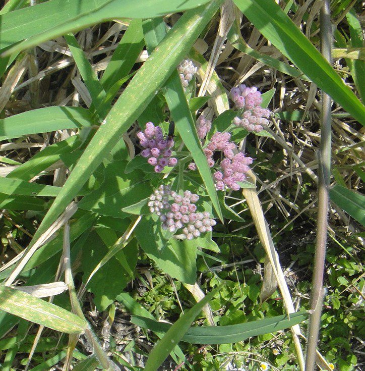 Asclepias