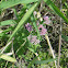 Asclepias