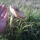 Mushroom