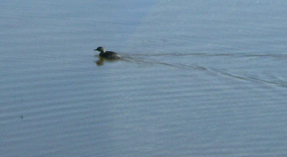 Spotting Image 1