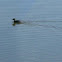 Least Grebe