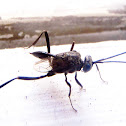 Ensign wasps. Avispa bandera