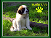 San Bernardo Cachorros Con Excelente Pedigree