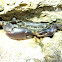 Crab