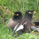 Myna