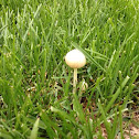 White Dunce Cap
