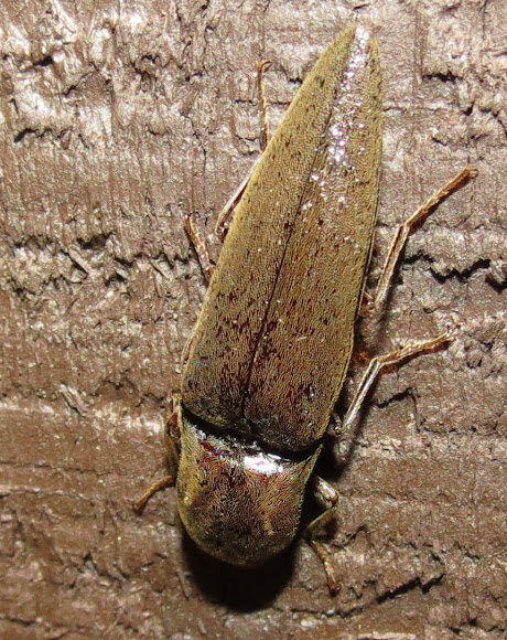 Spotting Image 1