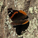 Red Admiral