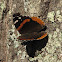 Red Admiral