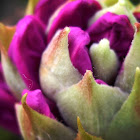 Rhododendron