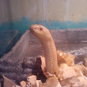 Pine snake