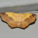Variable Antepione Moth