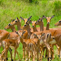 Impala