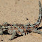 Thorny Devil (Moloch horridus)