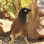 Indian Myna