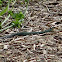 Speckled Racer