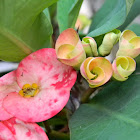 crown of thorns plant