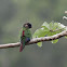 Painted Parakeet