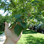 Slippery Elm