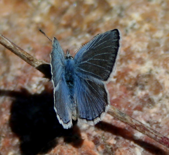 Spotting Image 1