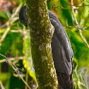 Cooper's Hawk