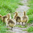Canadian Geese and Goslings
