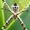 Silver Argiope. Araña argiope