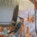 Red bellied woodpecker