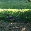 Blue Jay